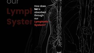 How does fat is absorbed through our Lymphatic System [upl. by Leba982]