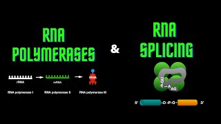 USMLE Step 1  Lesson 13  RNA polymerases and RNA splicing [upl. by Olotrab]