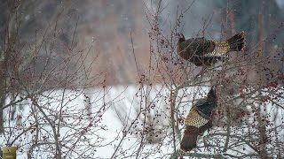 Prairie Fire Crab Tree valuable to wildlife first day of spring [upl. by Chladek]