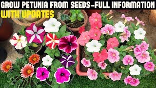 How To Grow Petunia From Seeds With Full Updates [upl. by Joselow256]