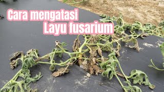 Cara mengatasi layu fusarium [upl. by Ardnasella]