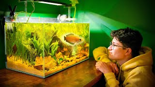 Creating an UNDERWATER JUNGLE for my Honey Gourami StepbyStep lowtech [upl. by Nawat]