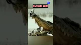 Plover Bird amp Crocodile friendship amazingfacts facts friendship shorts short shortsfeed [upl. by Obed202]