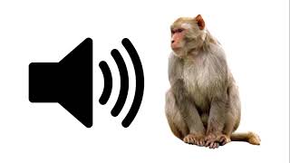 Angry Monkey  Sound Effect  ProSounds [upl. by Ydnor151]