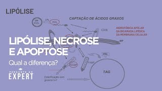 Qual a diferença entre Lipólise Necrose e Apoptose  Pergunte 39 [upl. by Amol]