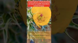 Argemone mexicana biologywalesir argemone papaveraceae poision dropsy swelling medicinal [upl. by Nyrmak407]