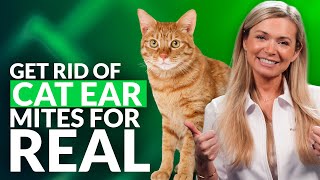 Best Home Remedies For Ear Mites In Cats [upl. by Elconin]