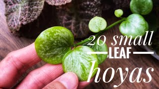 Must see Hoya plants with adorable and precious leaves [upl. by Noxid]