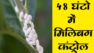 48 घंटो में मिलिबग कंट्रोल । Mealybug Control [upl. by Meihar]