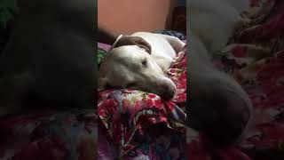 The safest place in world 😍youtubeshorts labradorretreiver doglover cute labrador maa [upl. by Etiam]