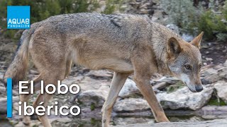 El LOBO IBÉRICO características de un DEPREDADOR social [upl. by Kyla]