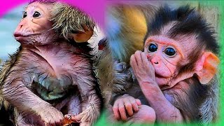 THE POPULAR LIVES OF MONKEYS mongkey babyprimat cute monkee [upl. by Torres]