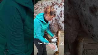 How to poultice your horses foot [upl. by Hube911]