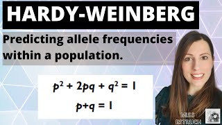 Hardy Weinberg equation Alevel Biology inheritance mathematical model to work out allele frequency [upl. by Jillana]