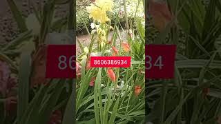 Gladiolus plants available 8606386934 nishaganthi gardening onlinesale gladiolus houseplants [upl. by Atinar]