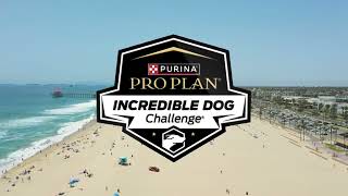 Incredible Dog Challenge 2024 Huntington Beach [upl. by Wickman8]