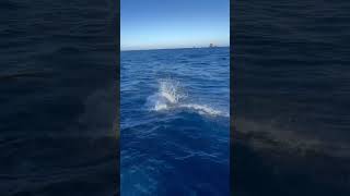 Incredible video as a big yellowfin tuna rips off the gaff and then leaps out of the water Wow [upl. by Ricard723]