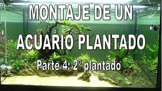 Evolucion de un acuario plantado parte 4 2º Plantado [upl. by Fachan]