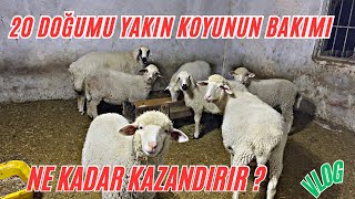 20 DOĞUMU YAKIN KOYUNUN BAKIMI NE KADAR KAZANDIRIR VLOG [upl. by Duj818]