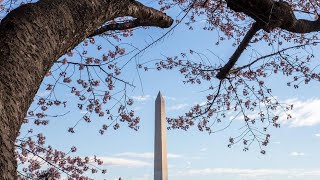 WATCH  DC officials announce cherry blossom peak bloom dates [upl. by Rehotsirhc504]