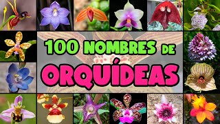 100 BELLAS ORQUÍDEAS con su NOMBRE CIENTÍFICO para IDENTIFICARLAS [upl. by Blockus]