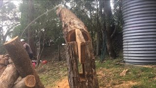 Awesome tree Felling technique [upl. by Eissehc]