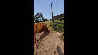 ☘️Daily live Vlog around our farm with cows chickens sheep goats and a puppy 🐓🐕🐄🐑 Hungaro Nomads [upl. by Akirahc]