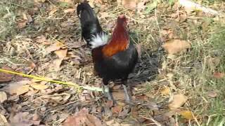 Decrowed Bantam Rooster before and afterwmv [upl. by Rodger]