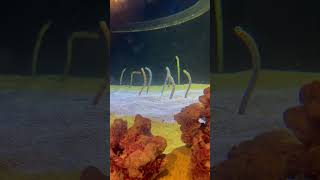 Garden eels at the Georgia aquarium [upl. by Rosario]