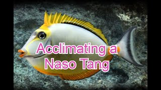 How I acclimated my Blonde Naso Tang [upl. by Aluap573]