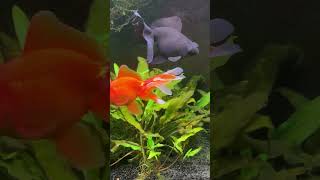 8quot Black Moor Goldfish [upl. by Jolanta]