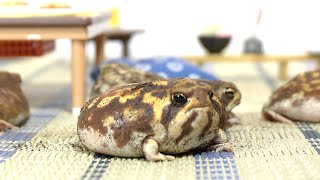 Assortment of cute Rain frog houses 🎁 3 [upl. by Ablem]