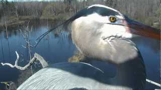 Treetop view of Great Blue Herons in amazing double flight to nest [upl. by Rainer3]