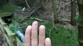 手載りヤマトタマムシ♂ ～ Chrysochroa fulgidissima on hand ～ [upl. by Gnas]