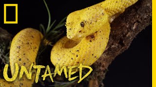 Yellow Eyelash Viper  Untamed [upl. by Chad]