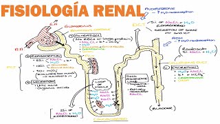 FISIOLOGÍA RENAL FILTRACIÓN ABSORCIÓN SECRECIÓN EXCRECIÓN [upl. by Ardnasella]