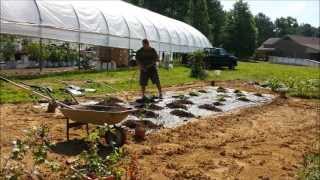 Growimg Melons In Horse Manure [upl. by Paynter136]