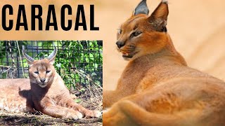 The caracal’s unique appearance  animal histrology [upl. by Butler]