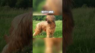 Meet the Briard  A Perfectly Sized Dog for Herding and Protection [upl. by Nuahsal]