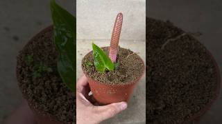 Propagating Anthurium flowers from pistils [upl. by Kimberly944]