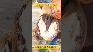 Horse 🐎 Foot Repair cuteanimal animals horse shorts shortsfeed shortvideo [upl. by Aneg]