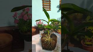 Orchid care  orchid dendrobium gardeningideas [upl. by Yerrok]