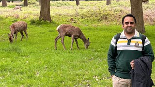 Richmond Park  Deer Park  Isabella Plantation London [upl. by Juliann]