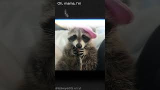 Chappel roan raccoon edit raccoon edit chappelroan [upl. by Gilles]