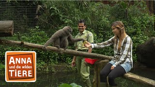 Der Gesang der Gibbons  Reportage für Kinder  Anna und die wilden Tiere [upl. by Weld]