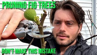 Figs Pruning for Smaller Larger or More Productive Trees [upl. by Yalonda]