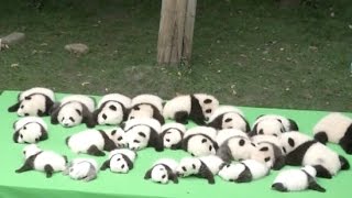 23 Baby Pandas Make Debut at southwest China Breeding Base [upl. by Raouf]