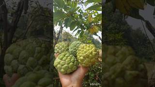 Annonaceae 🍏custardapple🍈 custard fruitninja fruitlover fruit ytshortvideo ytshots video 🍈 [upl. by Sesiom]