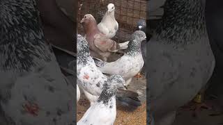 Pigeon show🔥🔥❤❤ [upl. by Supmart145]