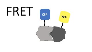 FRET  Förster Resonance Energy Transfer [upl. by Sherborne]